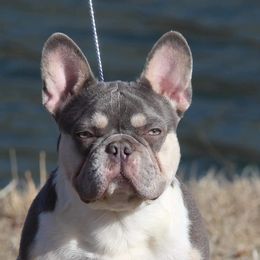 Aussiedoodles and French Bulldogs from BlackCrown Kennel