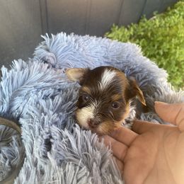 Biewer Terrier Puppies from Port-au-Prints