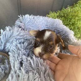 Biewer Terrier Puppies from Port-au-Prints