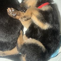 German Shepherd Puppies from Vom Kalte Stadt