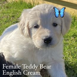 Goldendoodle Puppies from Peachy Sweet Goldendoodles