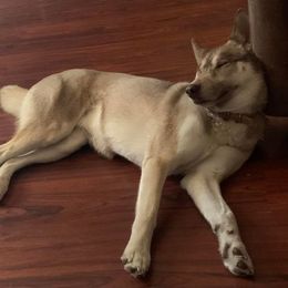 Siberian Husky All Grown Up from Great Warriors