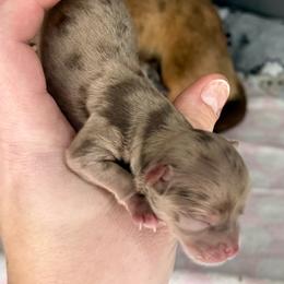 Choc Merle - Merle female Chihuahua puppy in Sherwood, Arkansas from Bartelt Breeders
