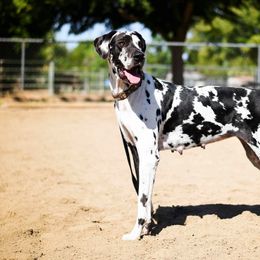 Great Danes from Meadow Creek Great Danes
