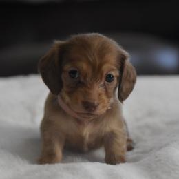 Angela - Chocolate and cream female Dachshund puppy in Momence, Illinois from Happy Little Doxies