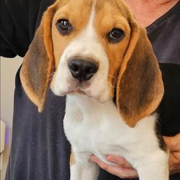 Boy3 - Black tan and white male Beagle puppy in Greenville, South Carolina from Fairmont Beagles