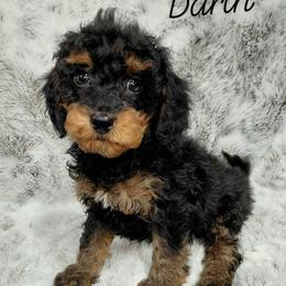 Darth - Black and tan male Cavapoo puppy in Eau Claire, Wisconsin from Fisher River Doodle's