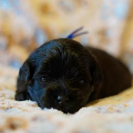 Blue Collar Boy - Black male Yorkipoo puppy in Las Vegas, Nevada from Plush Toy Poodle Puppies & Pals