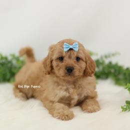 Duchess (Light Blue Collar Female) - Apricot female Cavapoo puppy in Republic, Missouri from Red Skye Puppies