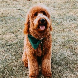 Goldendoodles from Mattero Doodles
