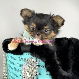 Ferb - Black and tan male Chihuahua puppy in Anderson, South Carolina from Lil Treasures Chihuahuas