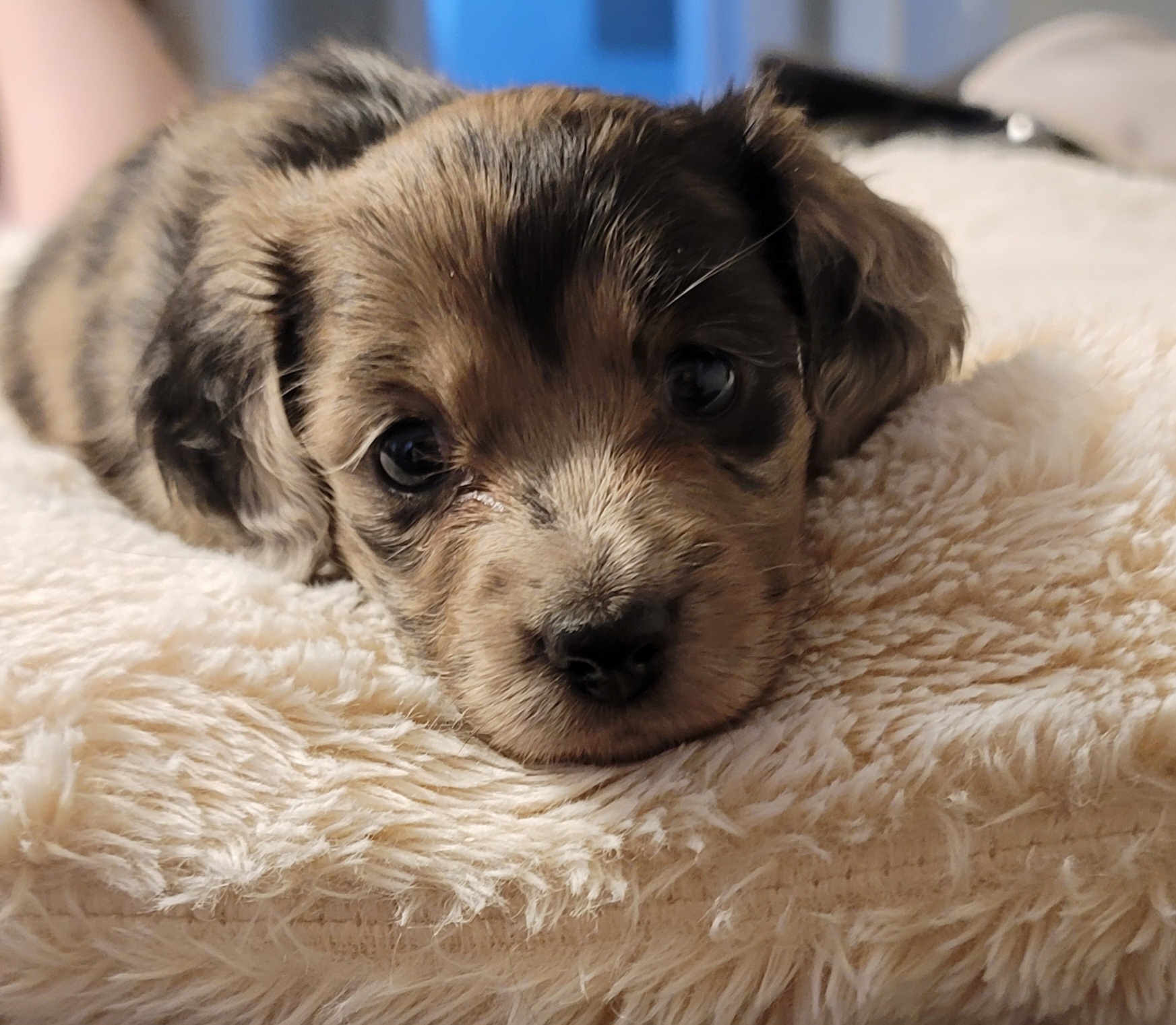 Dachshunds from Wonderful Weiners