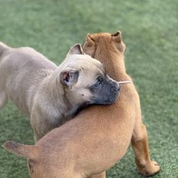 Cane Corso Puppies from Corso Empire