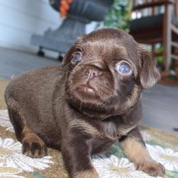 Girl 2 - Brown female Brussels Griffon puppy in Huntsville, Alabama from Tammy's Brussels