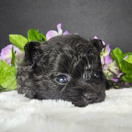 Pepper's What I've Done - Ivy - Black and brindle female Pomeranian puppy in Plant City, Florida from Pepper's Pomeranians