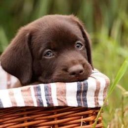 Labrador Retriever Puppies from Wizedogs Labradors