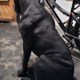 Cane Corso Puppies from DiamondBabyCorso