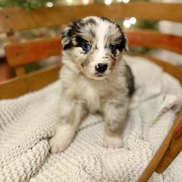 Blue Merle Female (Rune) - Blue merle female Australian Shepherd puppy in Bouton, Iowa from Beaver Creek Aussies