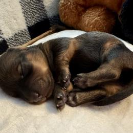 Rusty - Red male Dachshund puppy in Franklin, Tennessee from Wendy's Weenies
