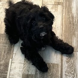 Cockapoo, Goldendoodle, and Maltipoo Puppies from Loris Pampered Pooches💕