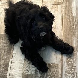 Cockapoo, Goldendoodle, and Maltipoo Puppies from Loris Pampered Pooches💕