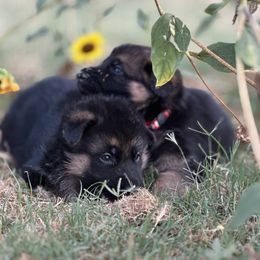 German Shepherd puppies from House Wolf Kennels