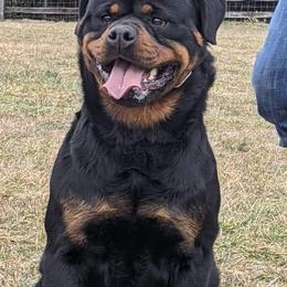 Rottweilers from Von Witkamp Rottweilers