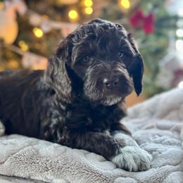 Green - Brown male Bernedoodle puppy in Hesperia, Michigan from Red Acres Poodles & Doodles