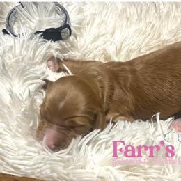 Gray collar - Apricot male Goldendoodle puppy in Ohio from Farr’s Goldens and Doodles