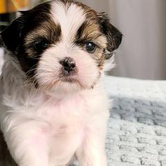 Sprinkles - Black gold and white female Shorkie puppy in Idaho from Little Rascal Ranch