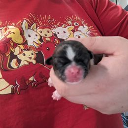Shih Tzu Puppies from Cisneros Shih-tzu