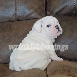 Poppy - Bulldog puppy from Wrinkly Blessings English Bulldogs
