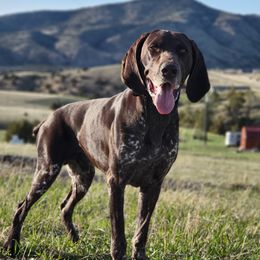 Petie - German Shorthaired Pointer
