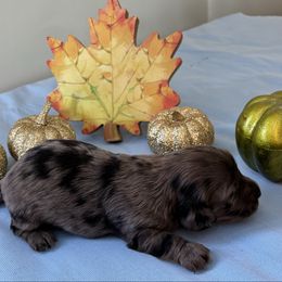 Chico - Dapple male Dachshund puppy in Great Falls, Montana from Dawn's designerDachshunds