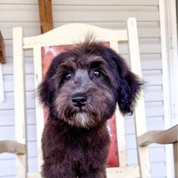 Pink - Black female Whoodle puppy in Youngstown, Florida from Wonderland’s Boujie Kennels