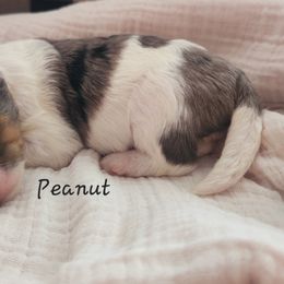 Bernedoodle and Irish Doodle Puppies from Willow-Be Doodles