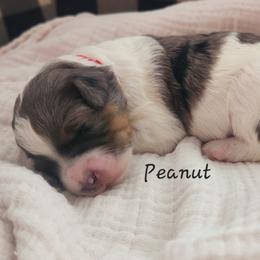 Bernedoodle and Irish Doodle Puppies from Willow-Be Doodles
