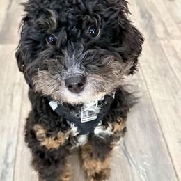 Tilly (Mint Collar Female) - Black tri-color female Aussiedoodle puppy in Grand Rapids, Michigan from The Kindred K9