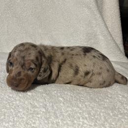 Waffles - Chocolate and tan male Dachshund puppy in Mocksville, North Carolina from The Dachs of Hazzard Dachshunds