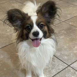 Hugo - Papillon