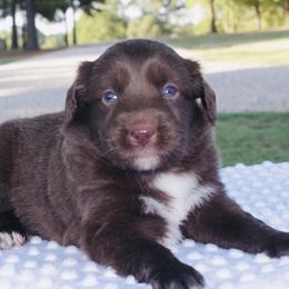 Cocoa Puff - Red Miniature Australian Shepherd puppy in Paris, Texas from Kuttin’ Up Mini Aussies