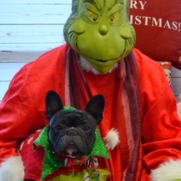 French Bulldog All Grown Up from Kennel Concharty