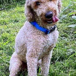 River - Goldendoodle