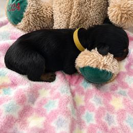 Girl 1 - Black and mahogany female Rottweiler puppy in Arizona from TRK Rottweilers