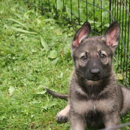 Shiloh Shepherd Puppies from Solace Shilohs
