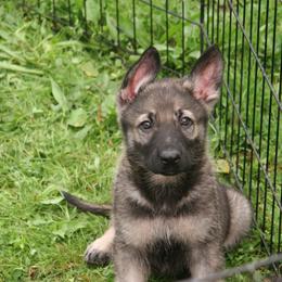 Shiloh Shepherd Puppies from Solace Shilohs