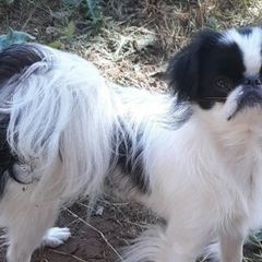 Japanese Chins and Shih Tzus from Mixed Itty Bittys