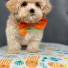 Cavapoo, Maltipoo, and Poodle Puppies from McCraws N Paws