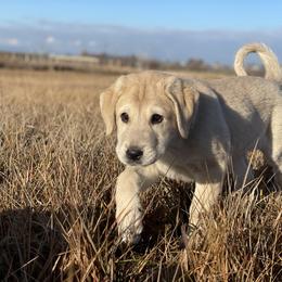 Anatolian Shepherd Dog Puppies from Wild Rooster Family Farm – AKC Anatolian Shepherd Breeder, OFA Health Tested