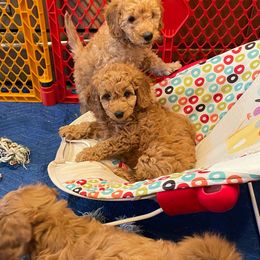 Goldendoodle Puppies from Ming’s Dynasty Doodles